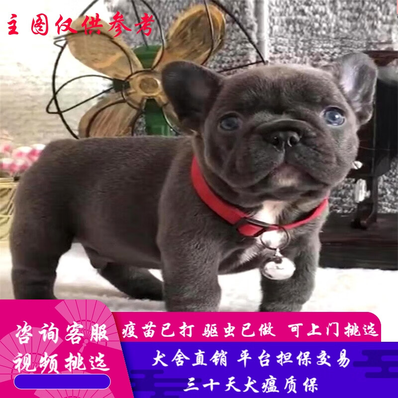 桓瑞宠物纯种法斗幼犬法国斗牛犬奶油法牛黑色法斗犬活体宠物狗狗犬舍