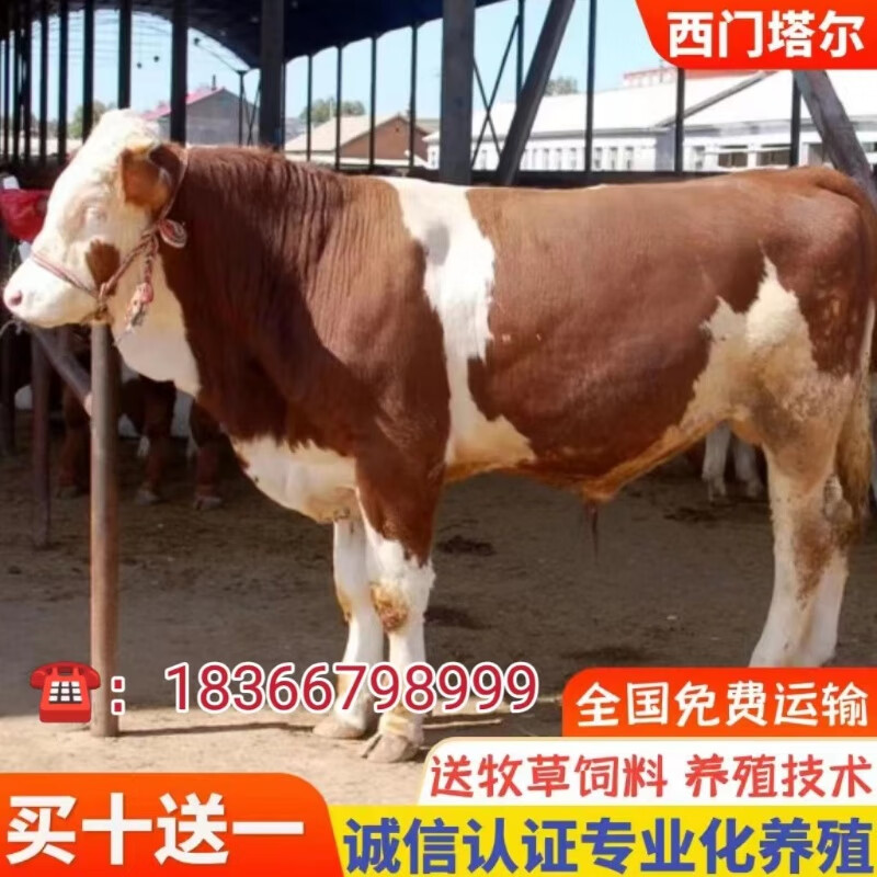 纯种西门塔尔出售西门塔尔改良肉牛犊子活牛小牛苗母牛养殖技术