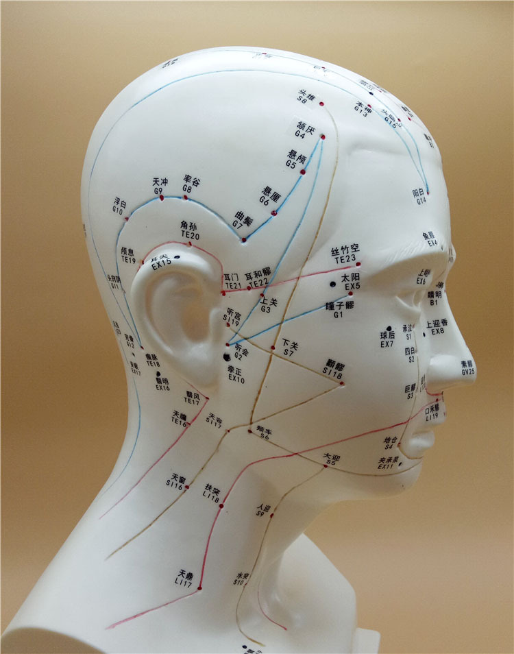 子彧头部针灸大号模型22cm人体头面部经络穴位教学模型中医头模