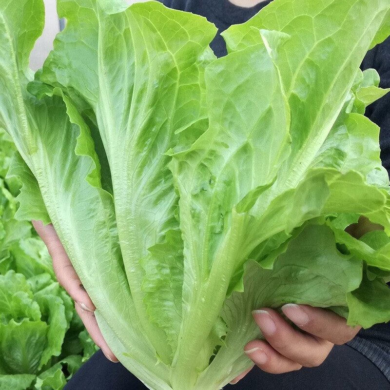 寿禾 春冬季蔬菜种子品种大全菜籽 玻璃生菜种子10g