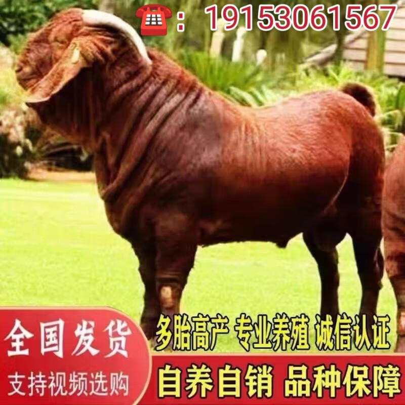 黄金羊活体出售种公羊小羊羔南江黄金羊纯种怀孕母羊黄金羊活羊养