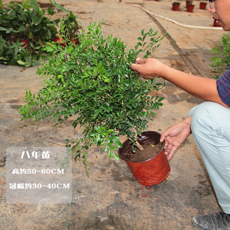 九里香中大型盆栽开花芳香花卉植物室内观花观果植物七里香千里香 8年