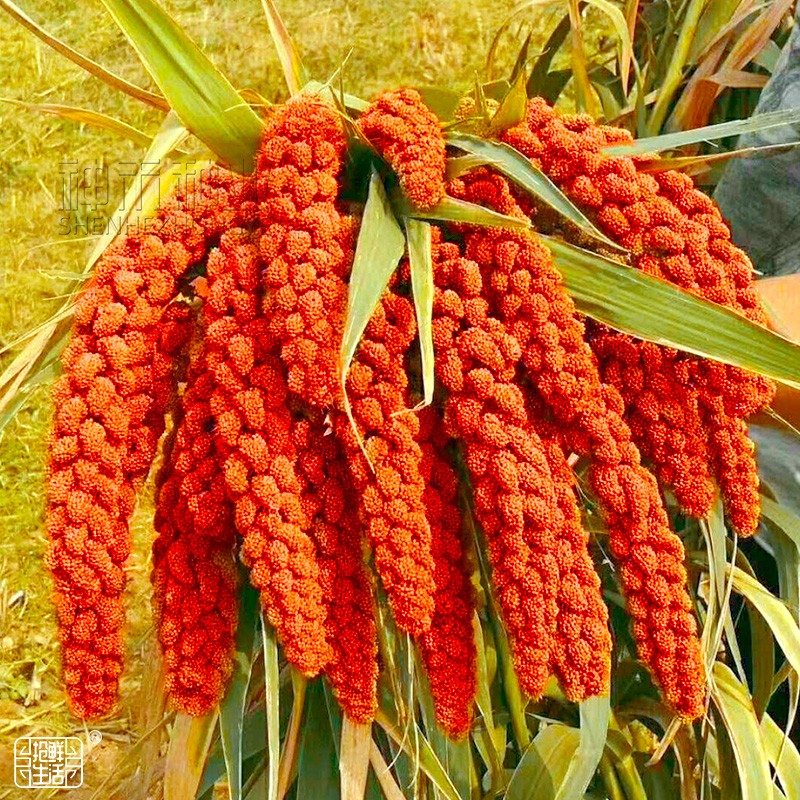 神禾糯小米种子谷子稻谷黍米红黄香糯小黄米杂交抗旱