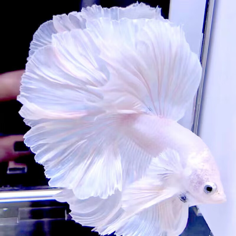 少羽泰国斗鱼仙女款半月纯白超美斗鱼懒人网红宠物热带观赏鱼好养耐活