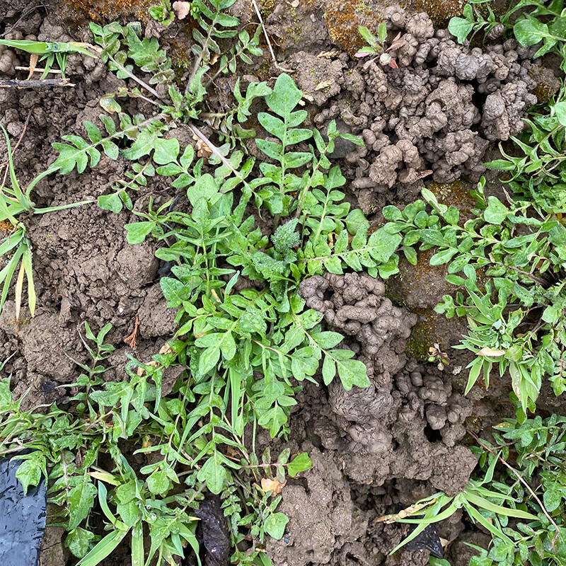 秦岭野荠菜新鲜荠荠菜地丁菜北方当季野菜现挖现发 2000g