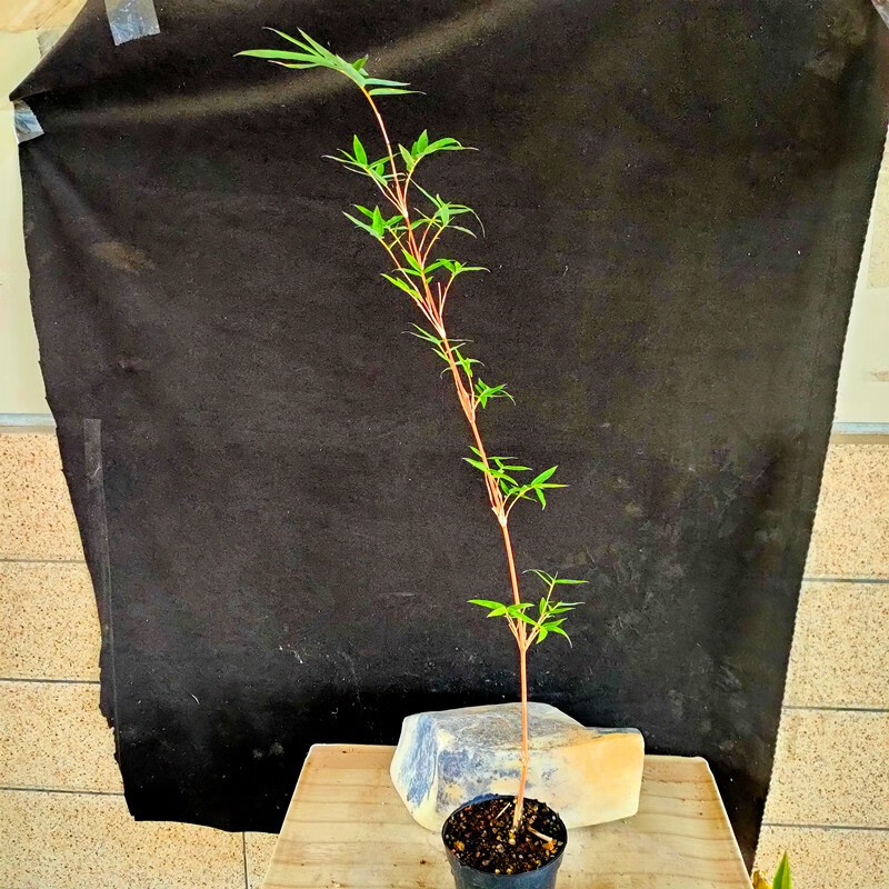 碧候兰园终于降价啦日本红观音竹红竹苗红寒竹朱竹小琴丝竹有竖纹观赏