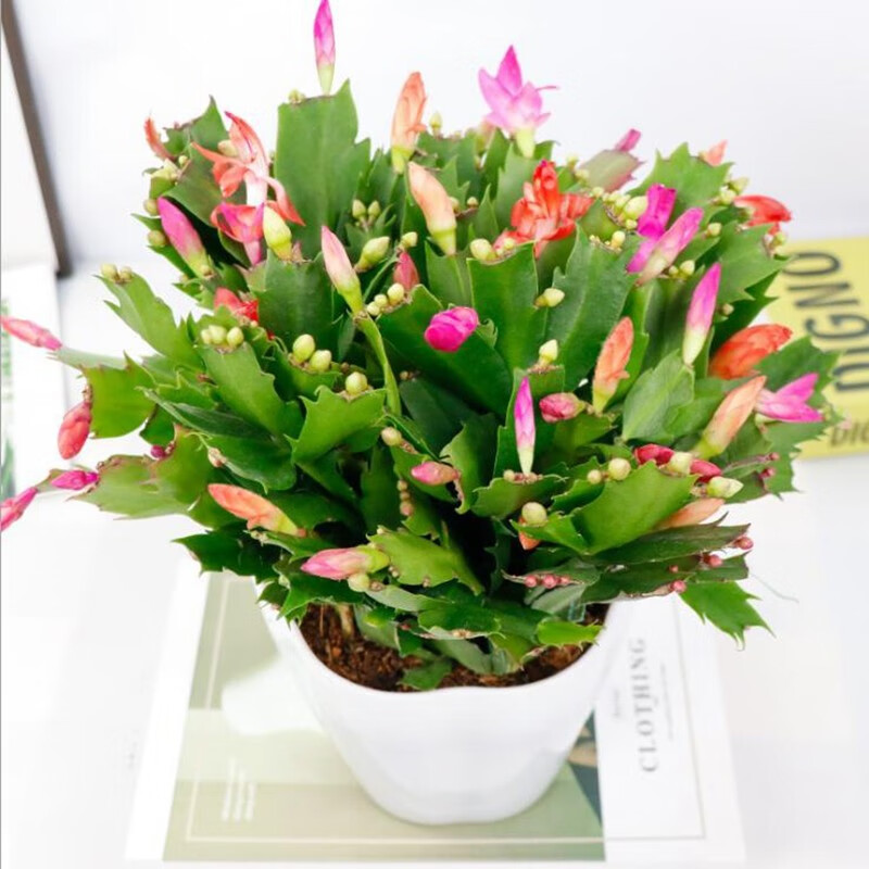 畅微 蟹爪兰盆栽 带花苞多色花卉植物蟹爪兰花苗 室内办公室客厅 花四
