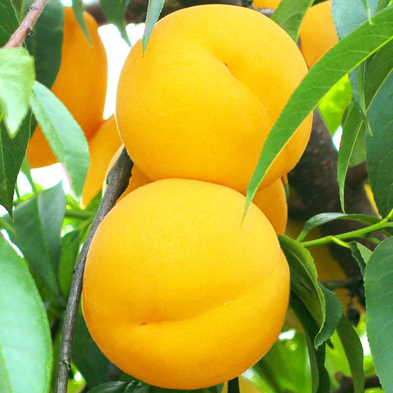 维里嫁接桃树苗 新品种黄桃苗 奉贤锦绣黄桃树苗 南方北方种植果树苗