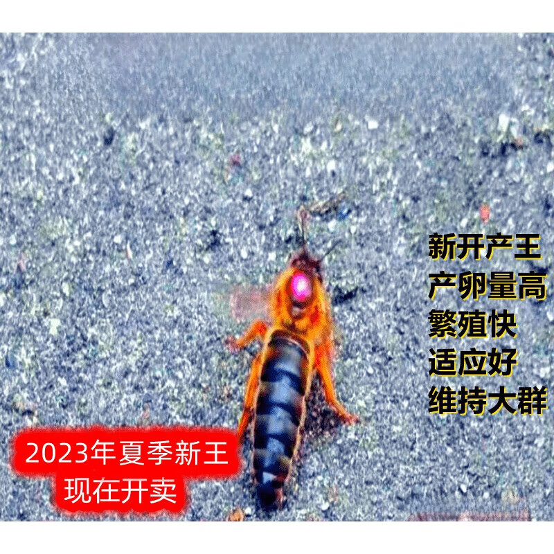 潮鸣广西中蜂红背蜂王产卵王蜜蜂仓蜂种王纯种阿坝双色开产王伏牛活体