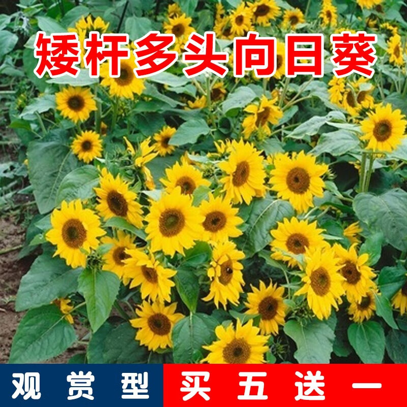 花种子大粒高产可食用瓜子种子四季种植油葵 矮杆多头向日葵300粒 肥