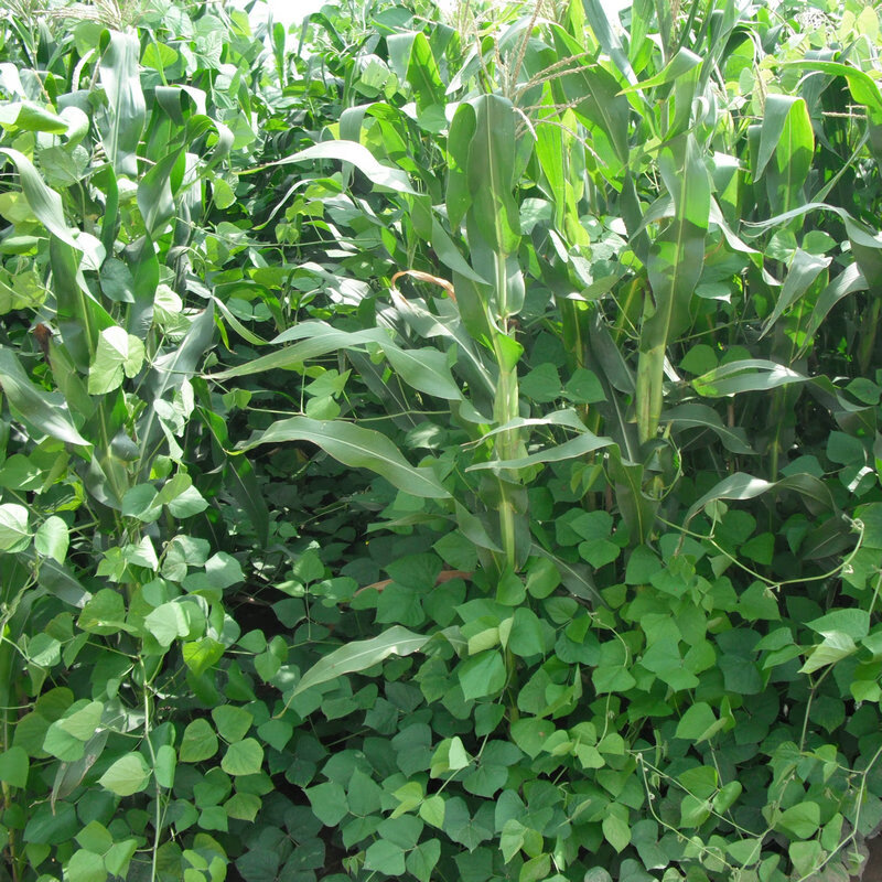 黎昕  拉巴豆牧草种子 固氮 抗旱 耐贫瘠 防杂草 高值改土 绿肥 【拉