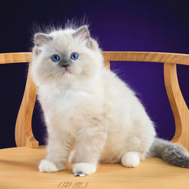物宠物猫幼猫小猫双色布偶蓝双海双布偶猫舍 重点色布偶联系客服选猫