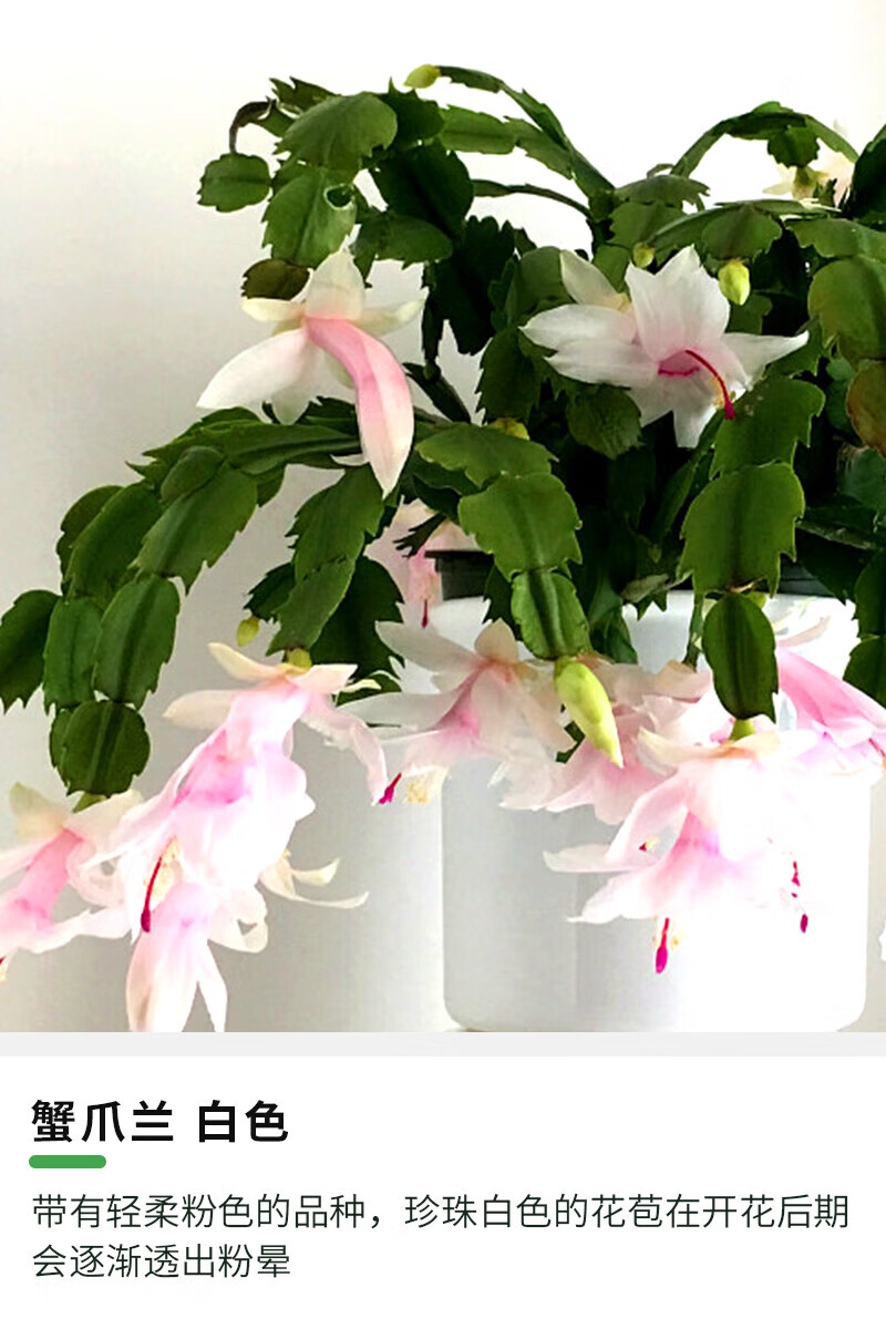 蟹爪兰_白色_120# 带盆栽好