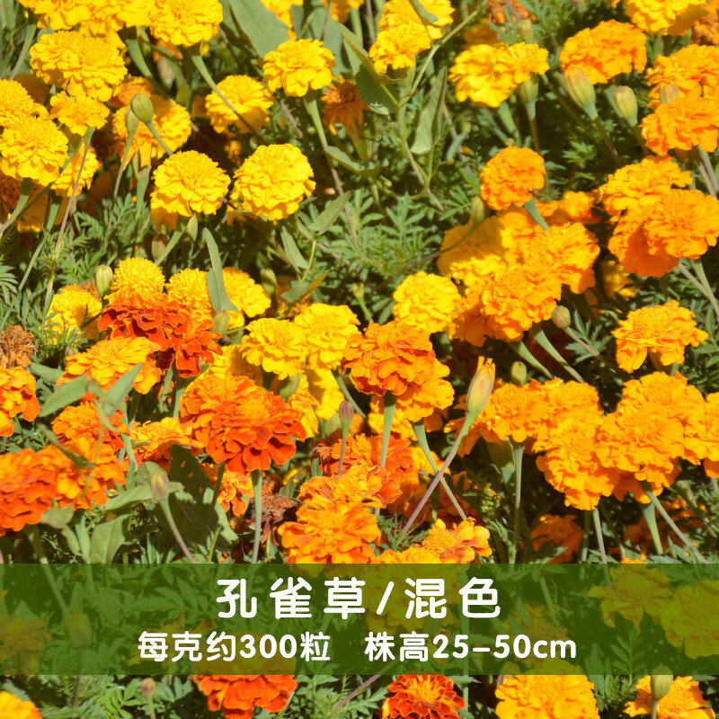 阳澄约定工程绿化观赏花卉孔雀草种子阳台庭院盆栽花籽小万寿菊花种子