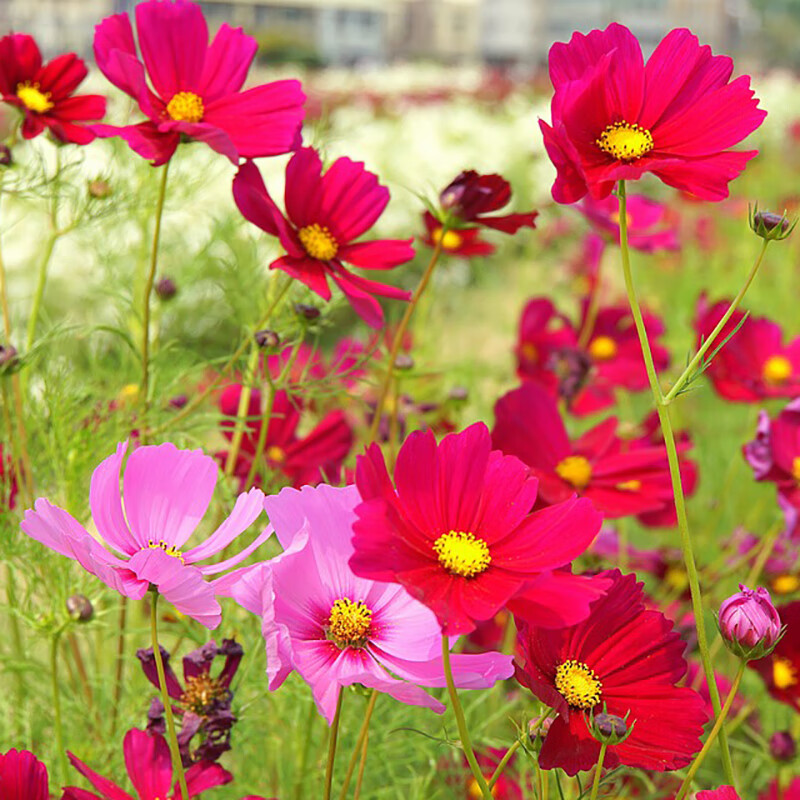 绿林花语格桑花种子500克格波斯菊种籽易活易种庭院室外花海绿化打造