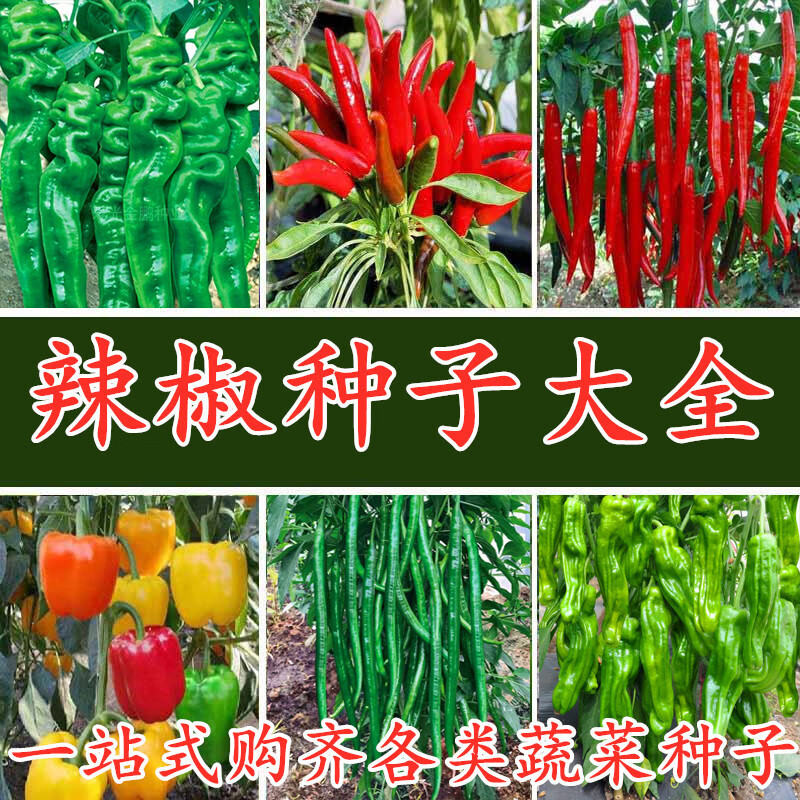 线椒螺丝椒方椒朝天椒小米椒螺丝椒杭椒种籽菜研 红丰美人椒50粒分装