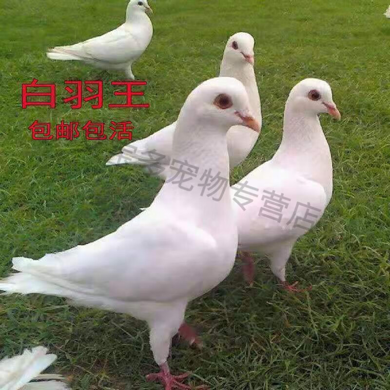 鸽子信鸽活体成绩血统幼鸽异色红降轮麒麟花种鸽一对鸽子活物一对