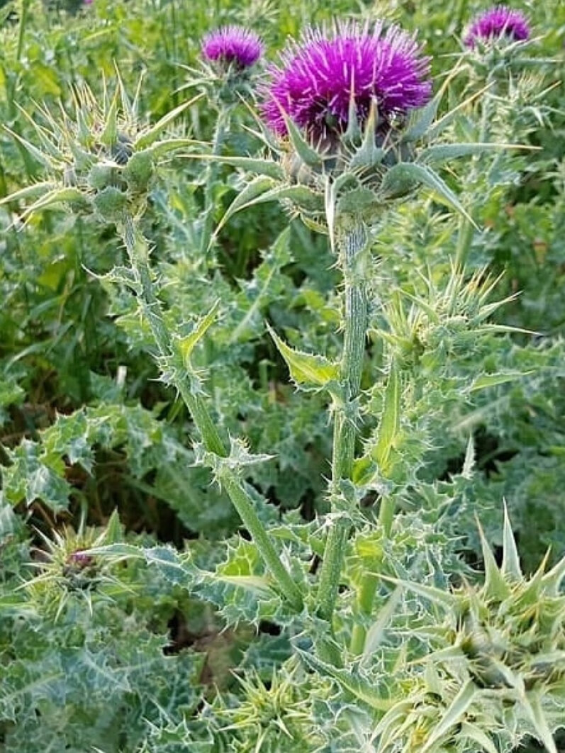 芗苒水飞蓟种子草种籽观叶种孑 水飞蓟种子一斤