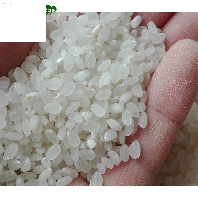 珍珠米水稻品种图片