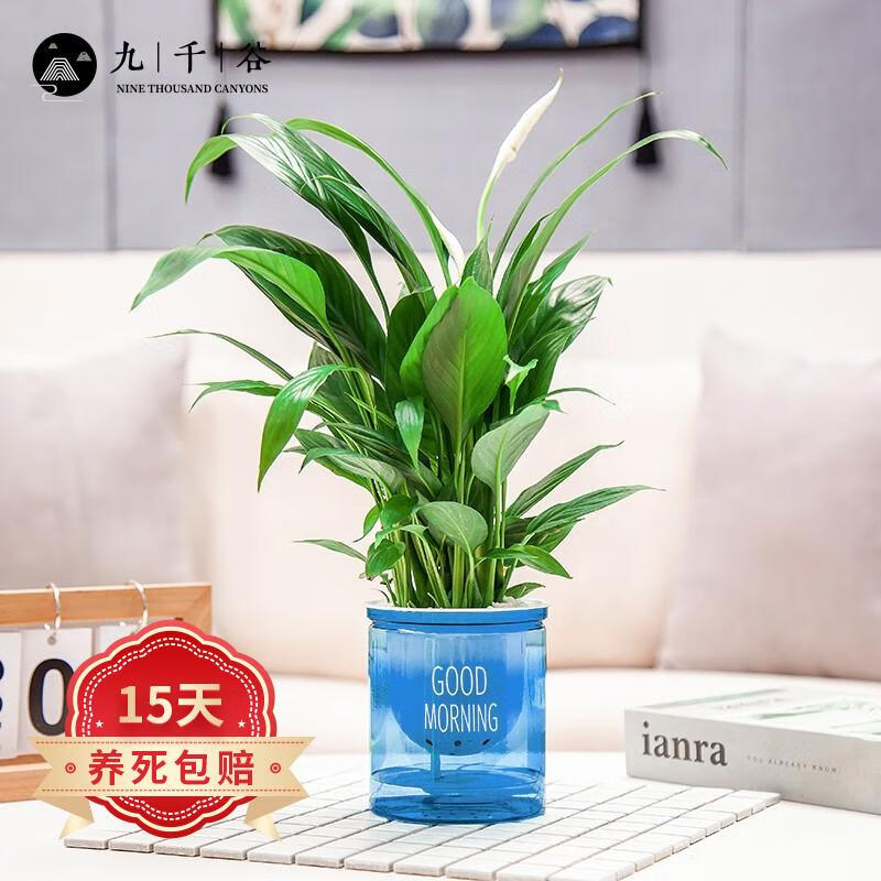 九千谷白掌盆栽绿植盆栽桌面小盆栽植物室内办公室花草种植水培水养绿植花卉送蓝色吸水盆早安盆8181 参数详情评论 聚折扣