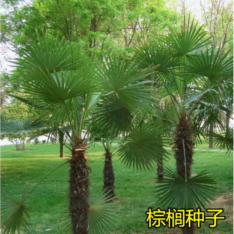 帅轩唐棕榈山棕树 龙鳞棕观音竹棕竹老人葵种子芭蕉伞树种子 棕榈种子