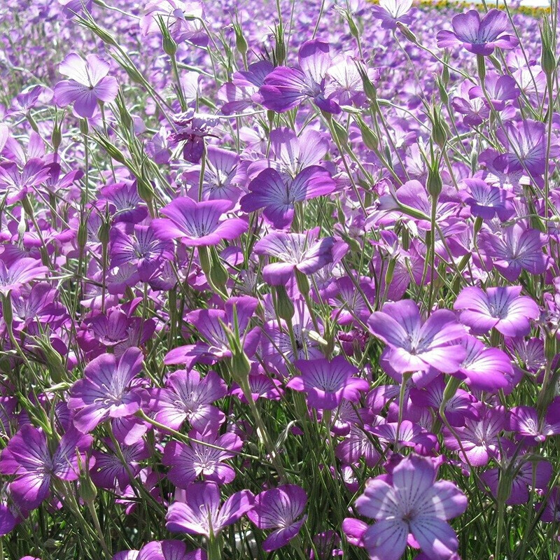 花种子庭院室外园艺花籽四季播种易活开花盆栽花卉种子 麦仙翁种子300