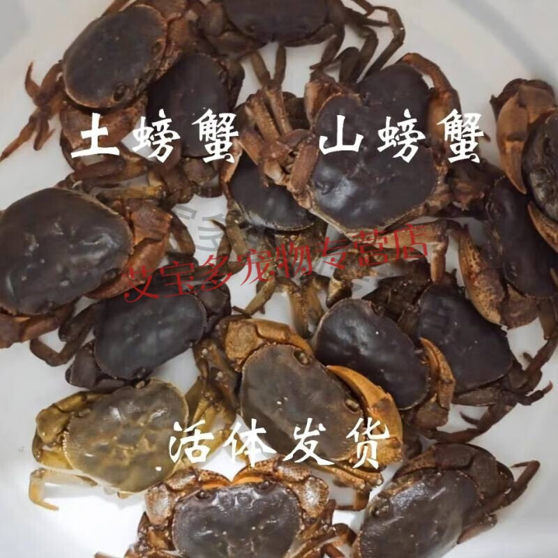 宝诺滋野生山螃蟹土螃蟹接骨补钙活体药用观赏山溪蟹食用螃蟹 食用山