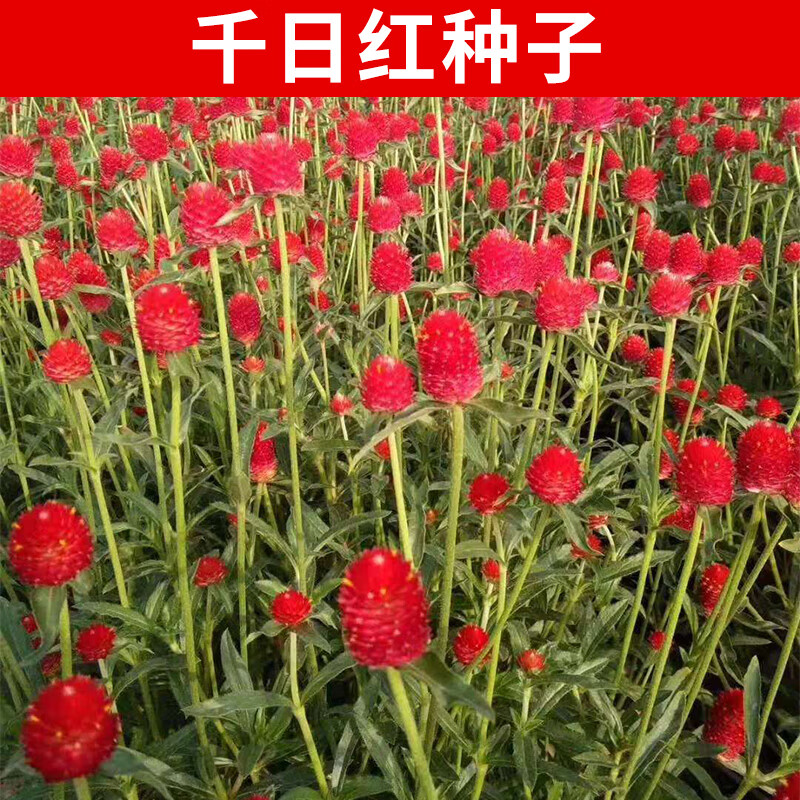 易商千日红种子千日紫种子耐粗放管理易成活花期长花卉种子庭院花种子