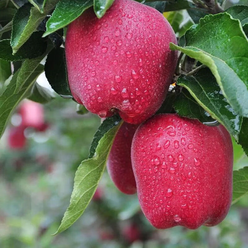 京蚨鲜甘肃天水花牛苹果粉面苹果新鲜水果礼盒 9斤精选中果【70-75mm】净重8.5