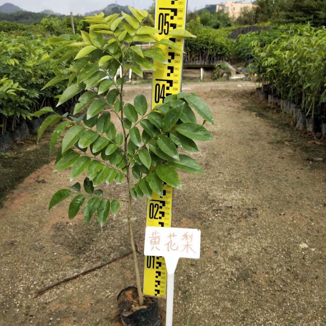 正宗海南黄花梨名贵苗木树苗油梨树苗红木降香黄檀树苗木盆栽地栽 黄