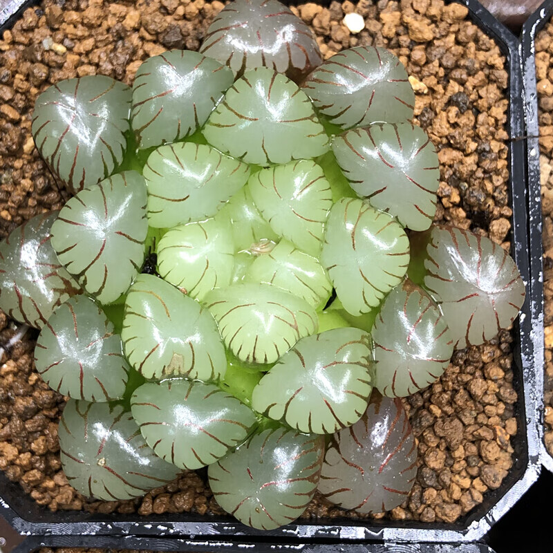 冰灯玉露十二卷多肉新品霓虹灯黑肌锦万象寿玉扇虞姬组培苗满 潘灯