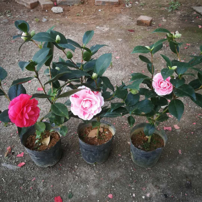 茶花盆栽四季香妃树苗山盆栽室内烈香浓香型 三年高约45cm 含盆