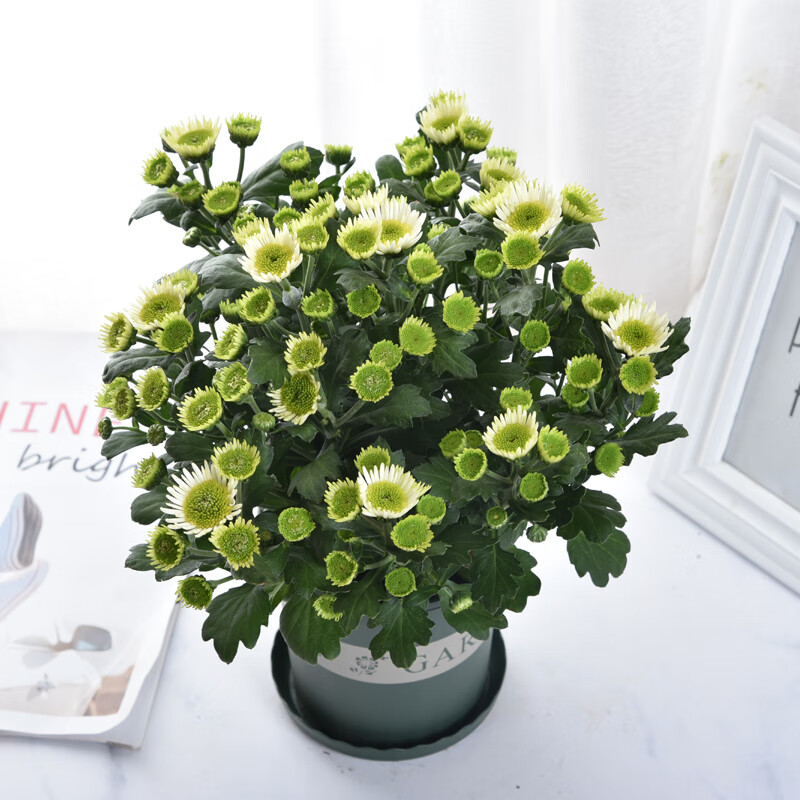 盆栽带花四季好养室内阳台雏菊千头菊荷兰菊好养绿植花卉 绿心白边 带