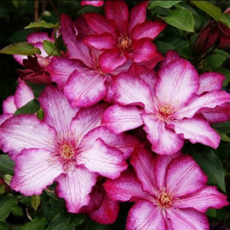 铁线莲爬藤植物花苗庭院花卉盆栽植物室内外花重瓣盆栽地栽耐寒 解放