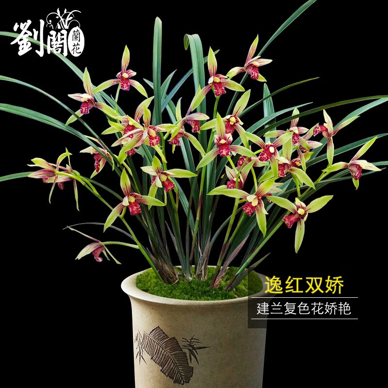 劉閣蘭花兰花 传统名品复色花 逸红双娇  夏带花苞出售好养易活盆栽 5苗连体裸根