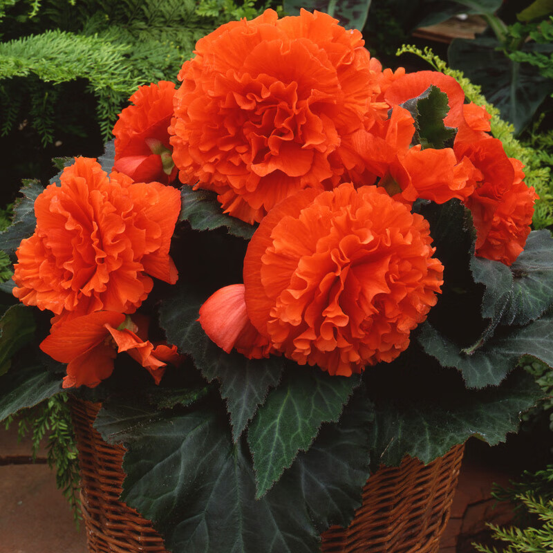 球根海棠种子 四季春秋播办公室内阳台盆栽易种花卉种子 花籽 垂吊