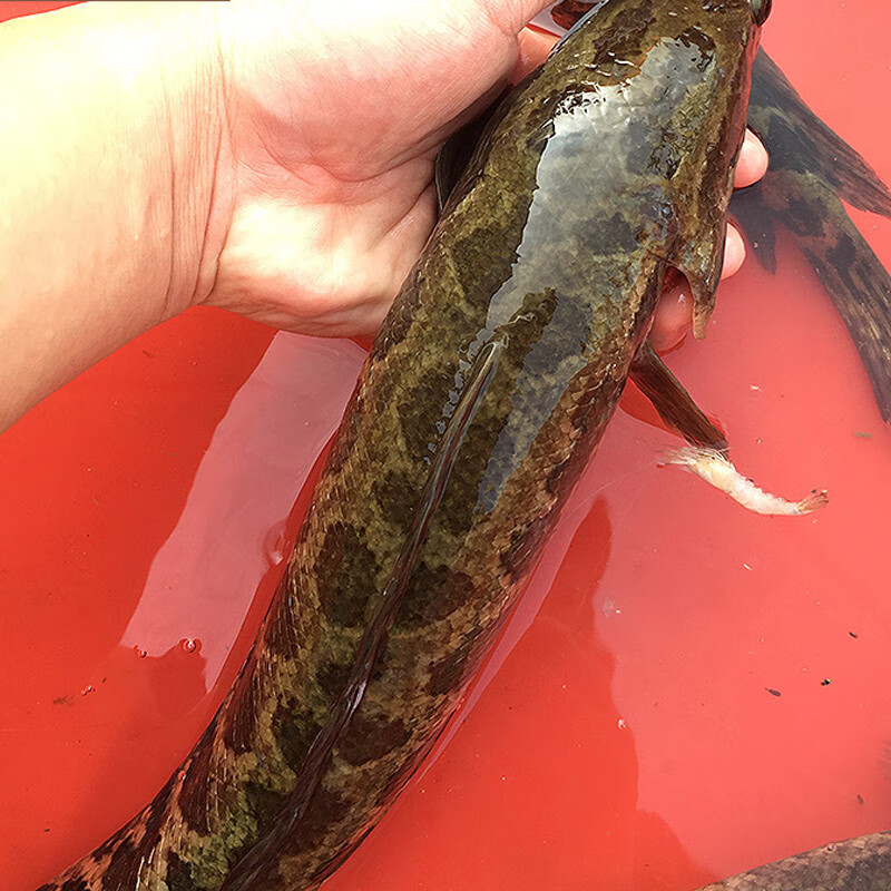 安峰山大黑鱼酸菜鱼 鲜财鱼财鱼乌鱼炖汤鲜活打捞现杀活鱼 1条装500g