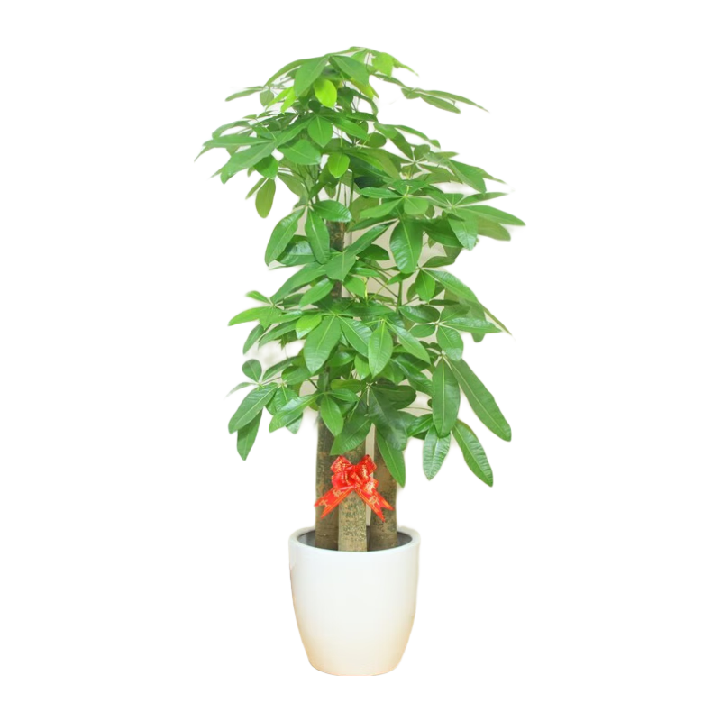 ��ֲԵ��2Сʱͬ�ǡ����ͷ��������Կ�������������ֲ�칫���ڿ�ҵ��Ǩ |Լ1.75��|�����߷�����|�״��� ר���ͻ� ������� 466.2Ԫ