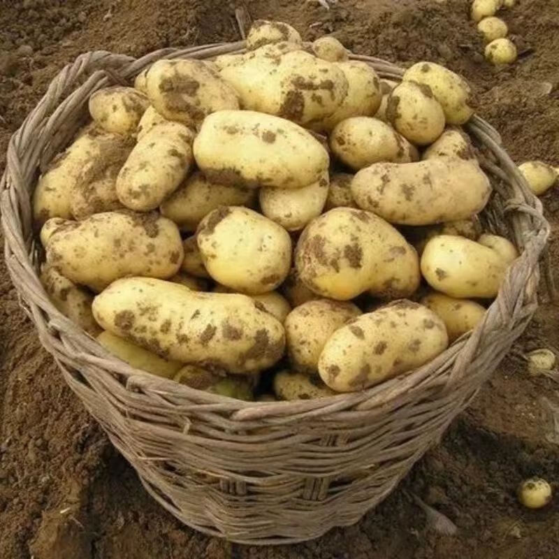 黄心土豆种子脱毒早熟老品种荷兰15一级洋芋原种黄皮马铃薯籽 荷兰9