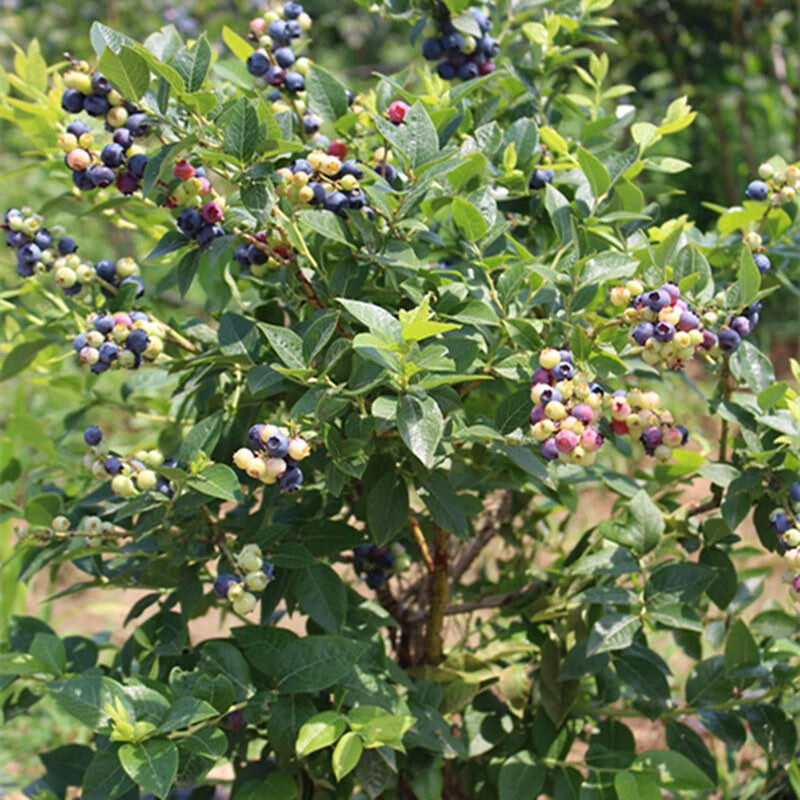 春花妙意蓝梅苗盆栽地栽果树苗 蓝莓苗南北方种植 蓝莓四年苗 不含盆