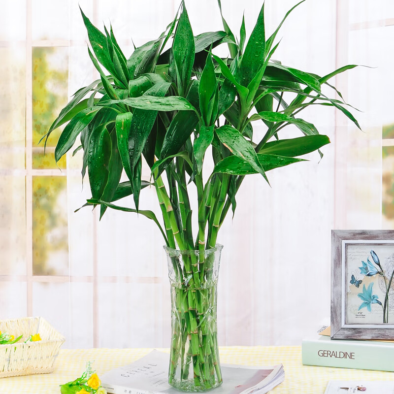 紫富贵竹水培植物 盆栽绿植花卉室内客厅水养绿萝大叶转运竹节节高