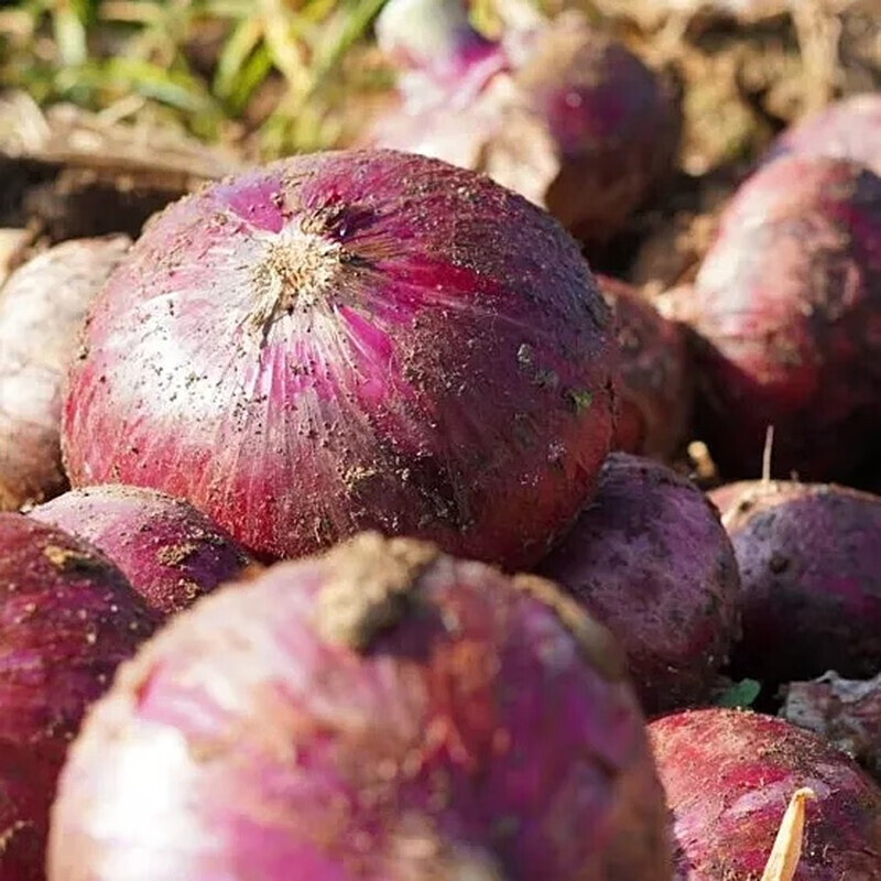 遇见悯农【云南现挖紫皮洋葱】生吃红皮水果洋葱产地直发生鲜农产品洋葱头 优选现挖洋葱（净重）4.5斤