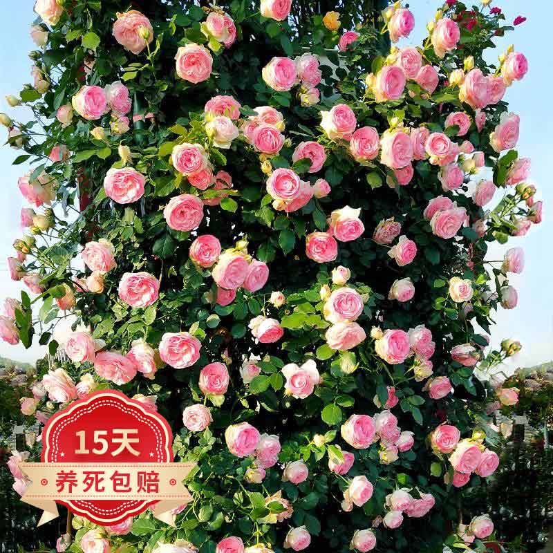 花卉历史价格查询工具|花卉价格走势