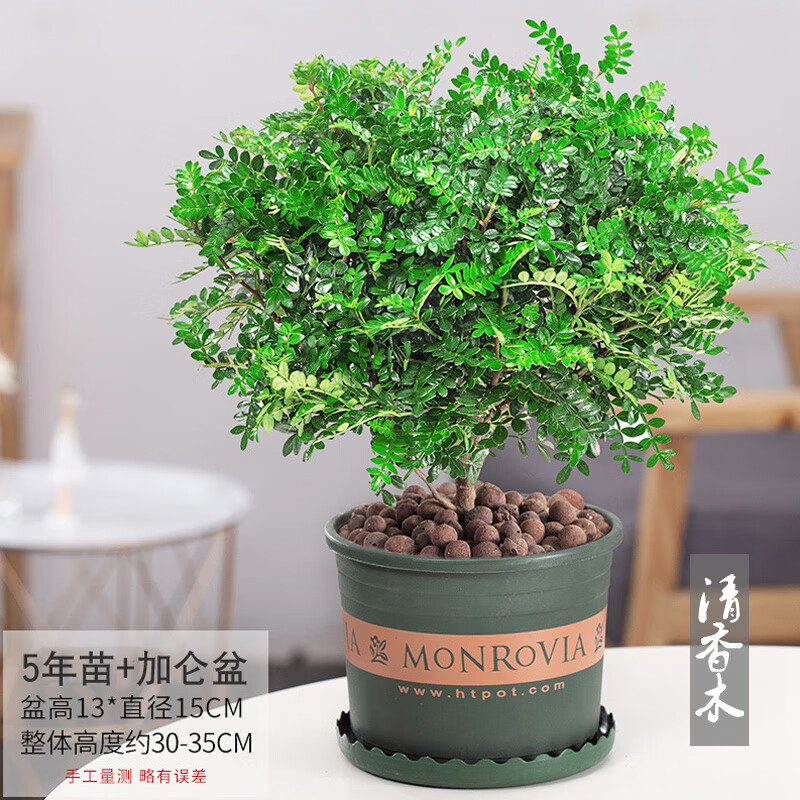 云南清香木盆景老桩木本花卉植物室内盆栽树苗胡椒木四季常青绿植 清