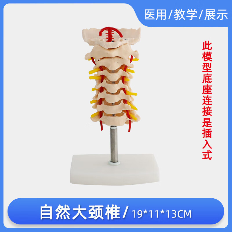 人体颈椎带颈动脉 后枕骨 腰椎 椎间盘与神经关节教学骨骼架教学模型