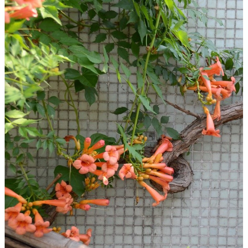 凌霄花苗凌霄花室内外栽种四季炮仗花苗爬藤植物庭院别墅绿化苗盆栽地