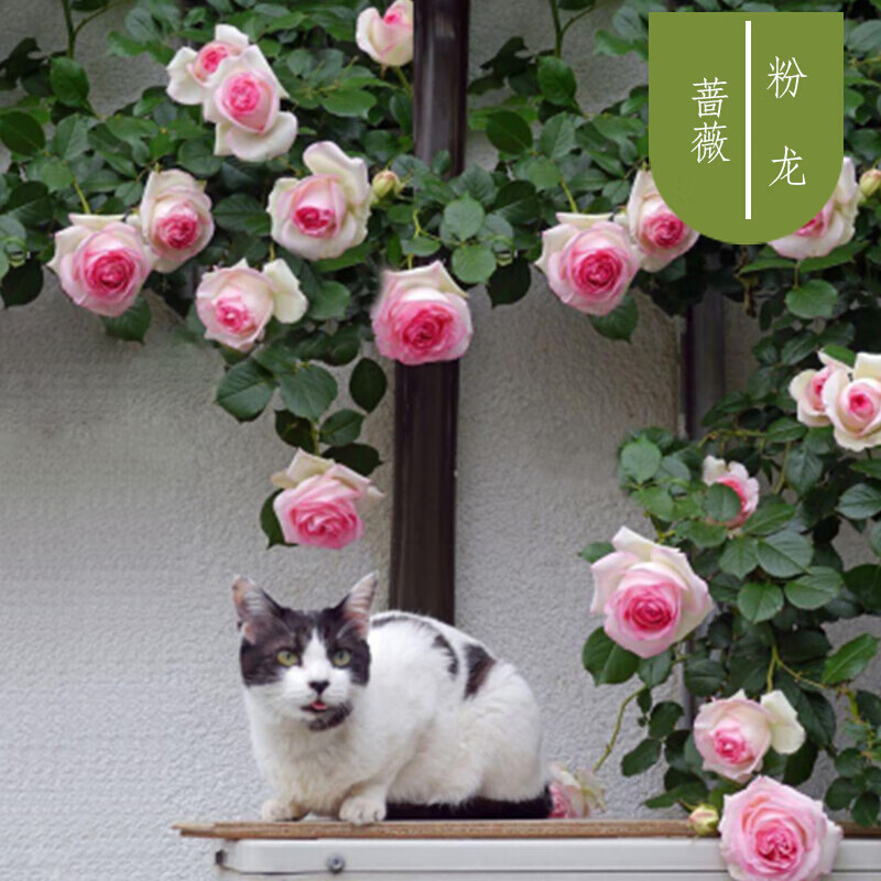 蘇兮5顆薔薇花苗多季開花精品薔薇爬藤濃香庭院花卉玫瑰月季爬墻 1粉龍【五顆 不含盆