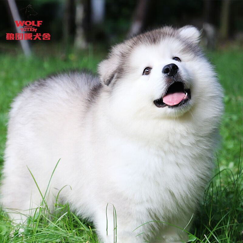 京狼图腾纯种巨型阿拉斯加犬活体幼犬宠物狗高品质幼崽宠物狗熊版狗狗