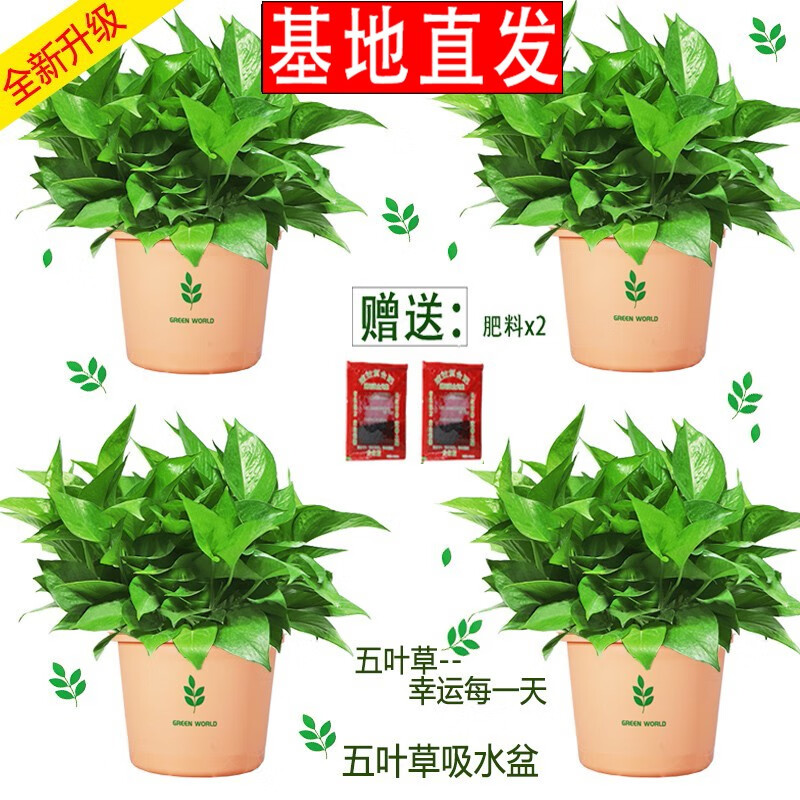繽賢綠蘿盆栽室內(nèi)辦公室植物大葉吊蘭花卉綠植綠籮盆景吸水盆懶人 五葉草彩繪吸水盆綠蘿四盆+2液