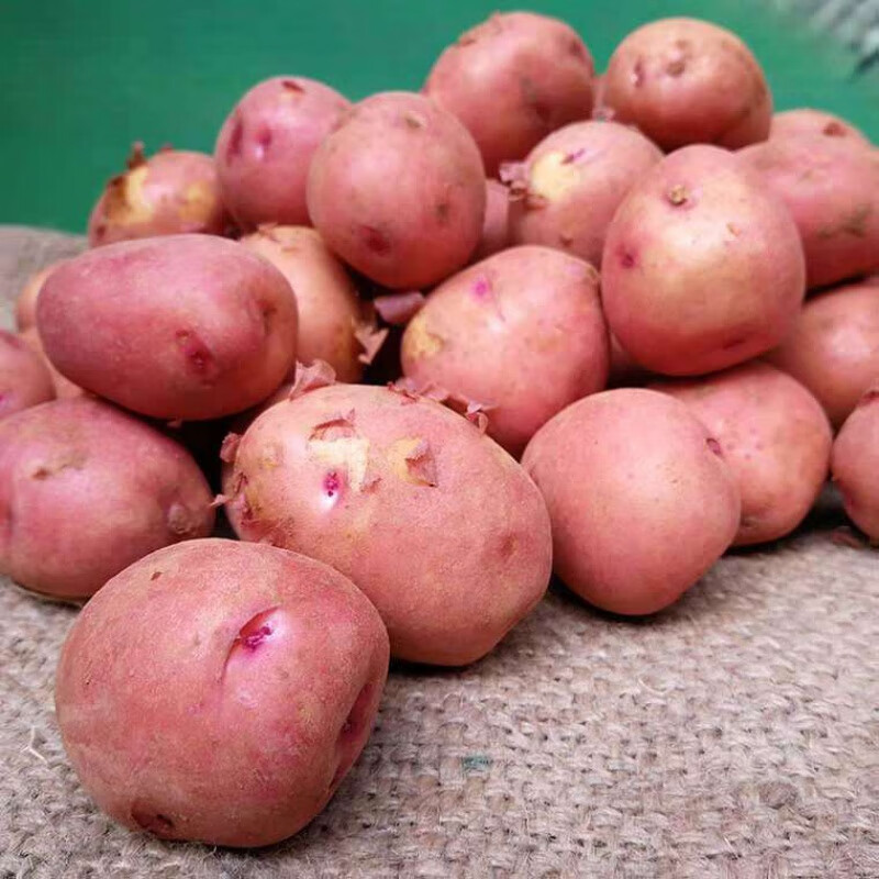 l云南小土豆红皮黄心土豆带箱3-现货现发 土豆5斤 小土豆(鸡蛋大小)